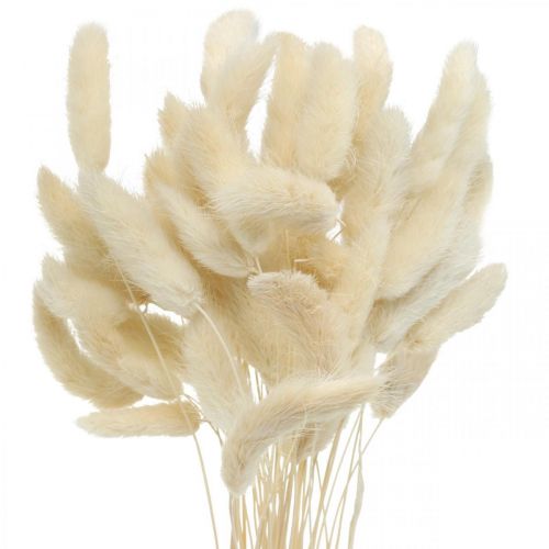 Floristik24 Lagurus dried hare&#39;s tail grass bleached 40-50cm 50 pcs