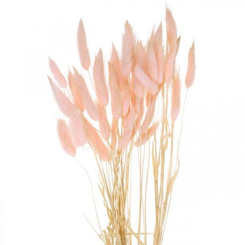 Floristik24 Decorative grass pink, Lagurus, natural decoration, dried floristry L45-50cm 30 pcs