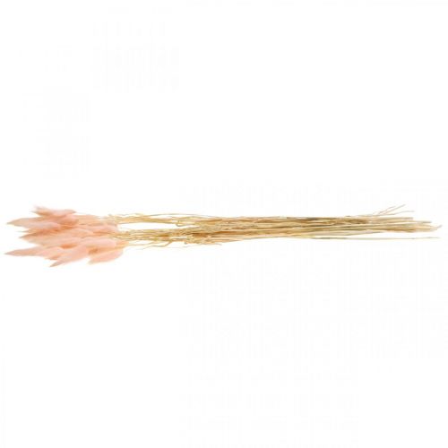 Floristik24 Decorative grass pink, Lagurus, natural decoration, dried floristry L45-50cm 30 pcs