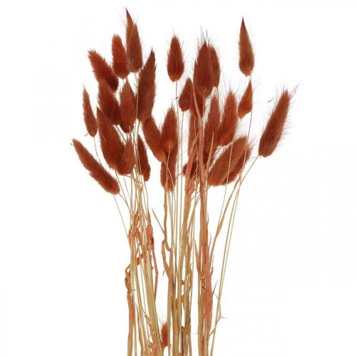 Floristik24 Dried grass rust red, natural decoration, Lagurus, dried floristry L45-50cm 30 pcs