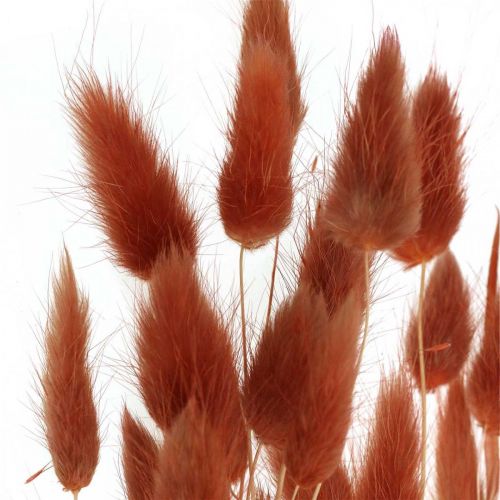 Floristik24 Dried grass rust red, natural decoration, Lagurus, dried floristry L45-50cm 30 pcs