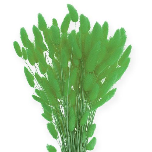 Product Decorative Grass Apple Green Lagurus 100gr
