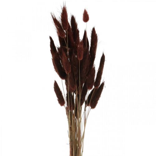 Product Dry floristry, decorative grass, Lagurus Brown L35–50cm 25g