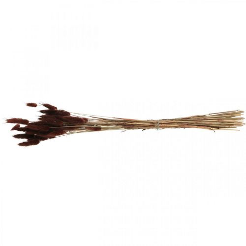 Product Dry floristry Hare's Tail Grass Lagurus Brown L35–50cm 25g