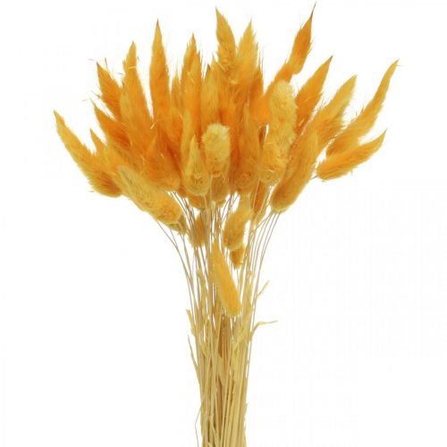Floristik24 Lagurus Yellow Bunny Tails Dried Hare's Tail Grass 40–55cm 25g