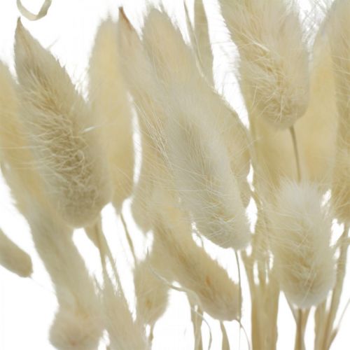 Floristik24 Lagurus dried decoration, velvet grass, hare's tail grass, dried decoration bleached L20-60cm 30 pcs
