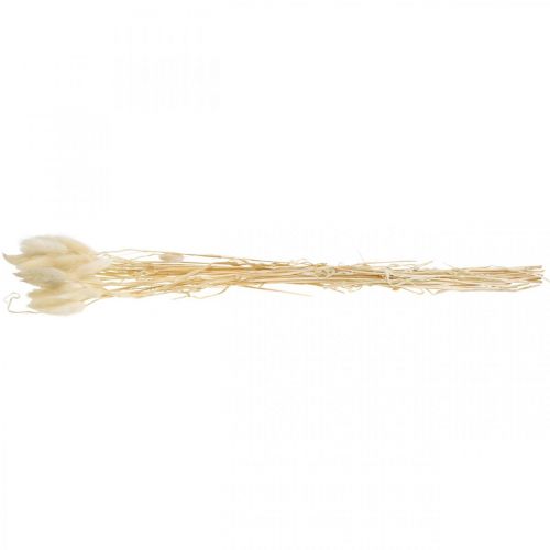 Floristik24 Lagurus dried decoration, velvet grass, hare's tail grass, dried decoration bleached L20-60cm 30 pcs