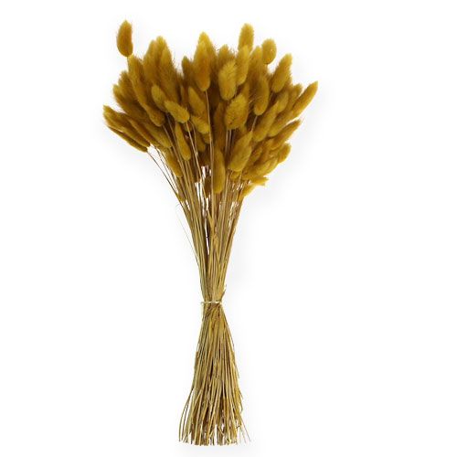 Floristik24 Decorative grass golden yellow Lagurus 100gr