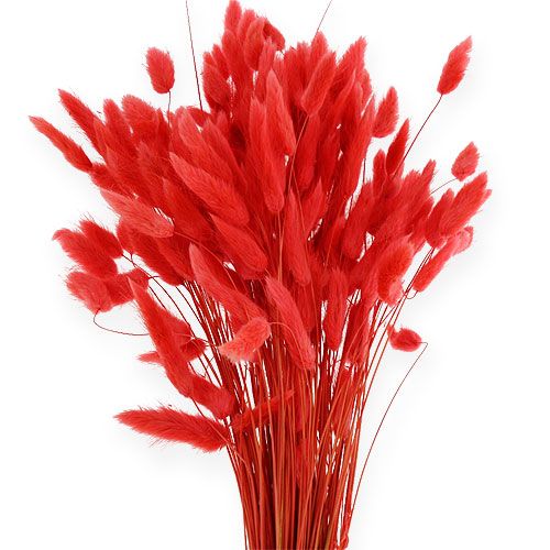 Product Deco Grass Red Lagurus 100gr