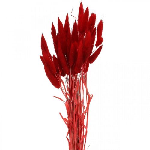 Product Hare's Tail Grass Lagurus ovatus Red Dry floristry 30-50cm 20g