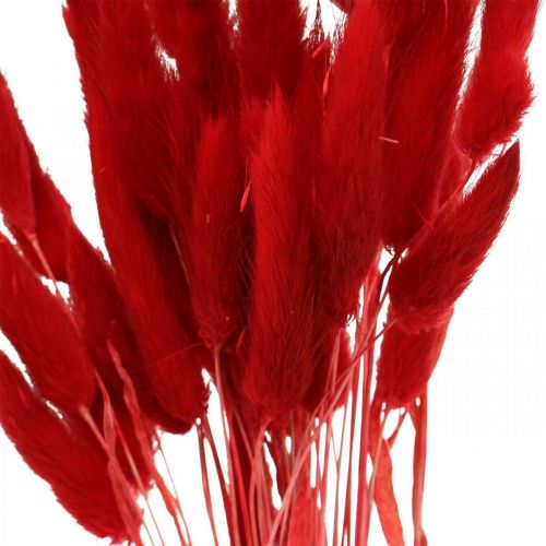 Product Hare's Tail Grass Lagurus ovatus Red Dry floristry 30-50cm 20g