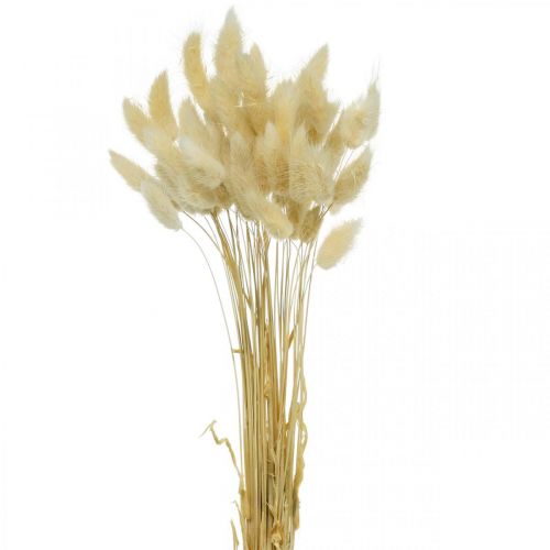 Product Decorative grass, bleached sweet grass, Lagurus ovatus, velvet grass L40–55cm 25g