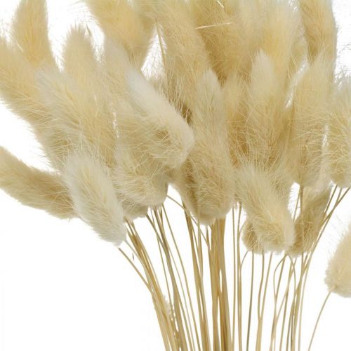 Floristik24 Decorative grass, bleached sweet grass, Lagurus ovatus, velvet grass L40–55cm 25g