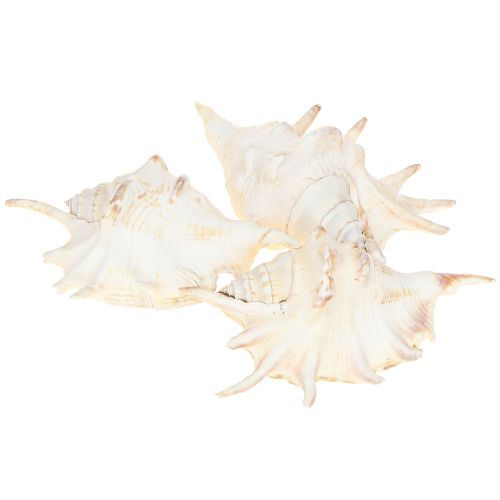 Floristik24 Lambis Sea Snail Natural Decoration 14cm 10 pcs
