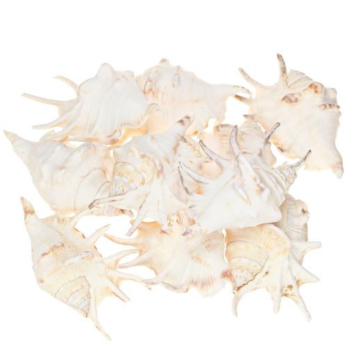 Floristik24 Lambis Sea Snail Natural Decoration 14cm 10 pcs