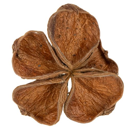 Floristik24 Landlotus Nature 50 pcs