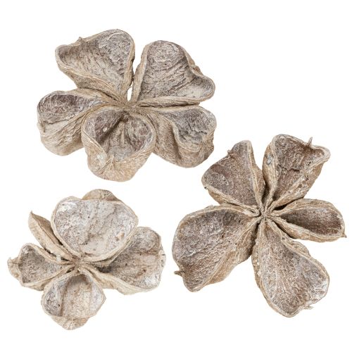 Floristik24 Landlotus White Washed 6-12cm 50 pcs