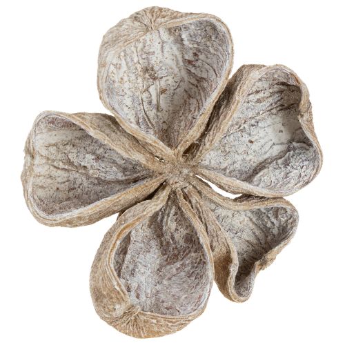 Floristik24 Landlotus White Washed 6-12cm 50 pcs