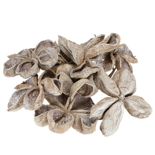 Floristik24 Landlotus White Washed 6-12cm 50 pcs