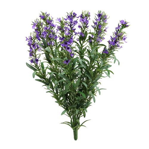 Lavender bush 35cm