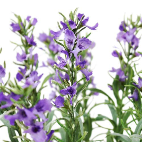 Floristik24 Lavender bush 35cm
