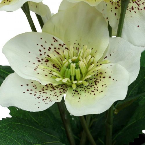 Floristik24 Lenten rose Hellebore Christmas rose pot artificial flowers H25cm white
