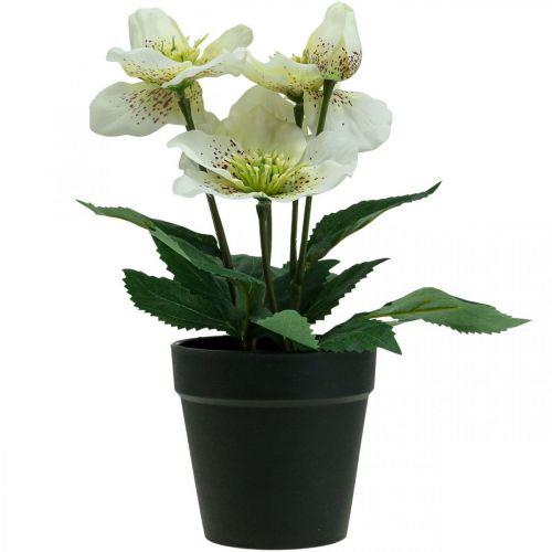 Floristik24 Lenten rose Hellebore Christmas rose pot artificial flowers H25cm white