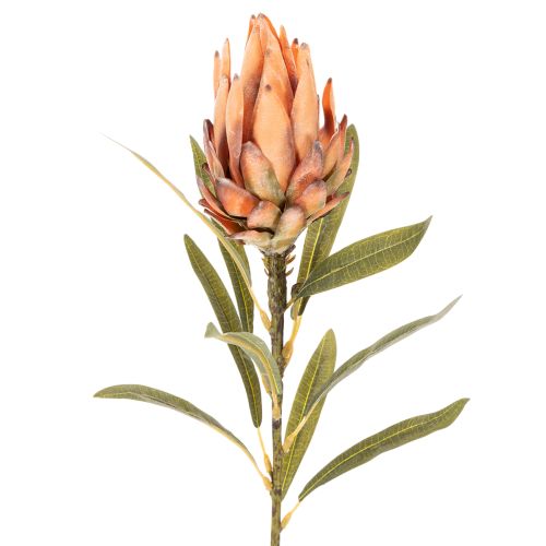 Artificial Protea Leucadendron flower with long stem, 65cm, 3 pieces | Floristik24.ie