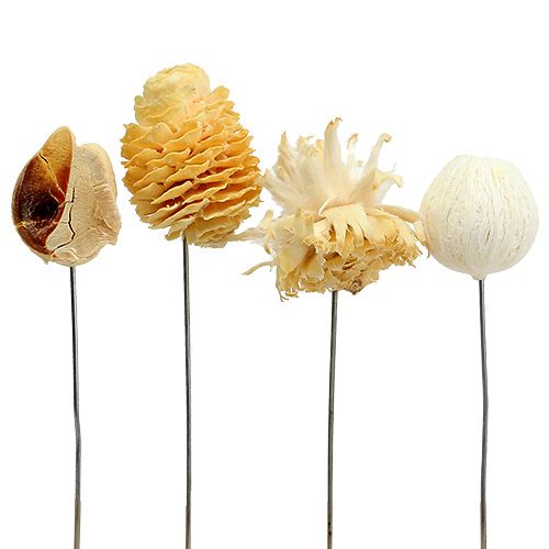 Product Leucodentron assortment bleached on wire 100pcs