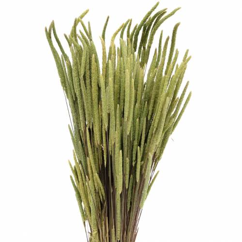 Floristik24 Timothy grass nature 50-60cm 100g