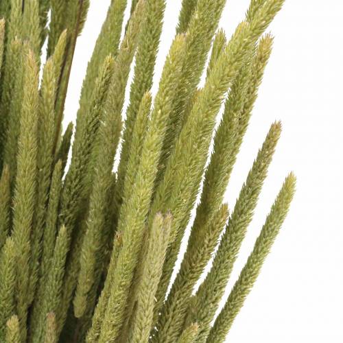 Floristik24 Timothy grass nature 50-60cm 100g