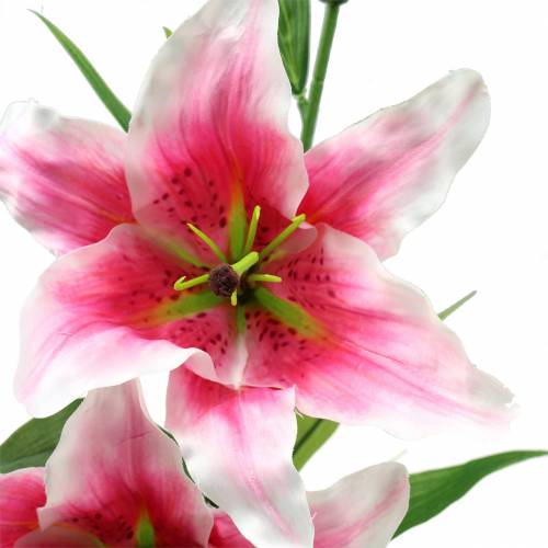 Floristik24 Oriental Lily "Stargazer" White, Pink 86cm