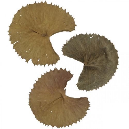 Floristik24 Lotus leaves dried natural dry decoration water lily leaf 50 pcs