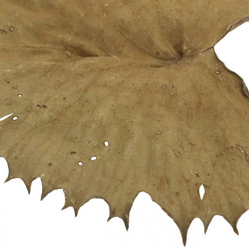 Product Lotus leaves dried natural dry decoration water lily leaf 50 pieces
