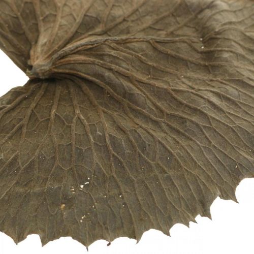 Floristik24 Lotus leaves dried natural dry decoration water lily leaf 50 pcs