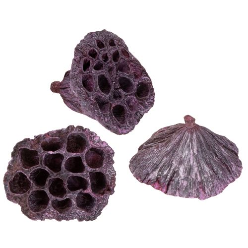 Lotus pods Dried lotus Pink White washed Ø6-9cm 50pcs