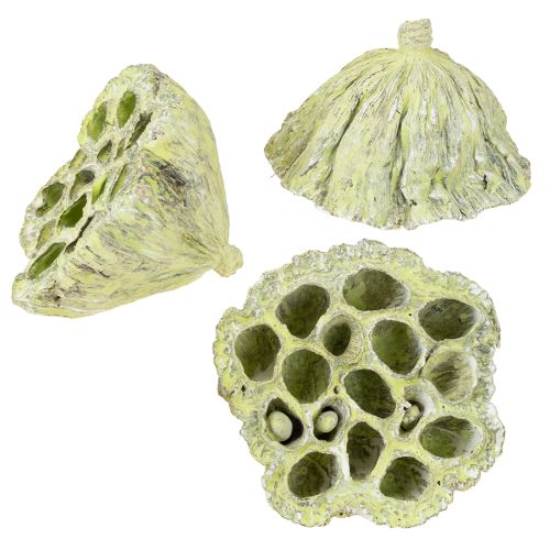 Floristik24 Lotus pods Dried lotus Mix Green washed Ø6-10cm 50pcs