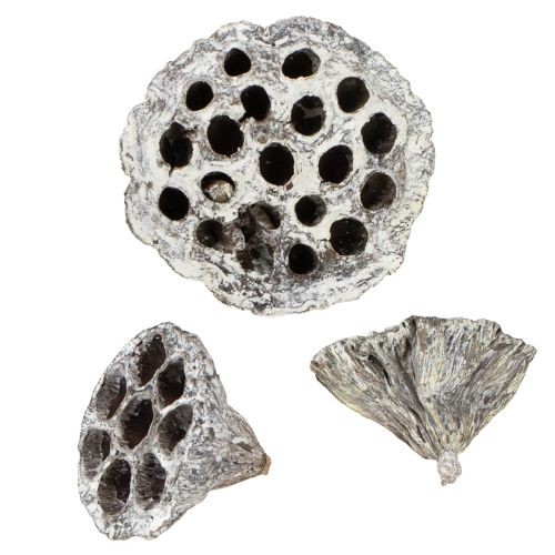 Floristik24 Lotos Natural Decorative Lotus Flask White Washed 6-8cm 50 pcs