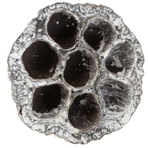 Product Lotos Natural Decorative Lotus Flask White Washed 6-8cm 50 pcs