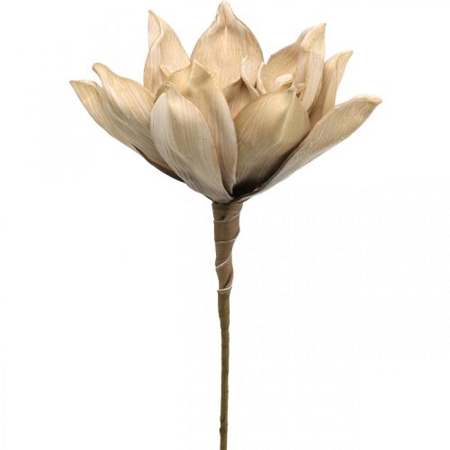 Lotus flower, lotus blossom decoration, artificial plant beige L66cm