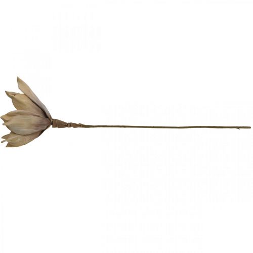Floristik24 Lotus flower, lotus blossom decoration, artificial plant beige L66cm
