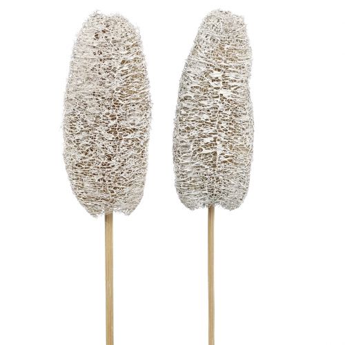 Floristik24 Luffa small on a stick white washed 25 pcs
