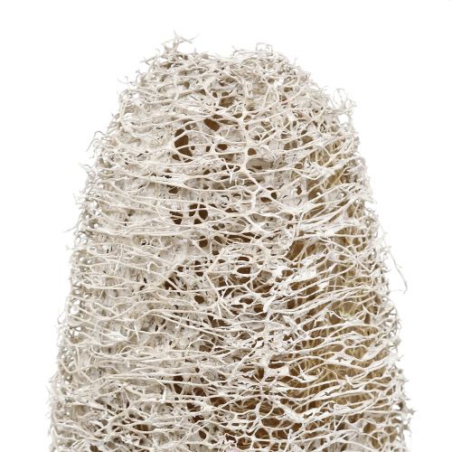 Floristik24 Luffa small on a stick white washed 25 pcs