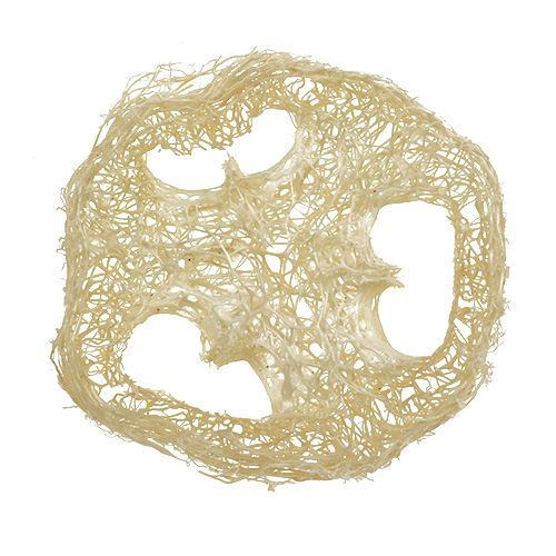 Floristik24 Luffa discs bleached Ø5cm 48 pcs