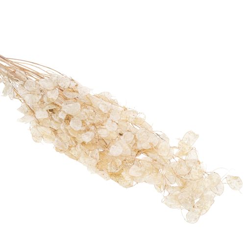 Product Lunaria dried flowers, moon violet, silver leaf, dried, 60-80cm, 30g