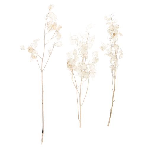 Product Lunaria dried flowers, moon violet, silver leaf, dried, 60-80cm, 30g