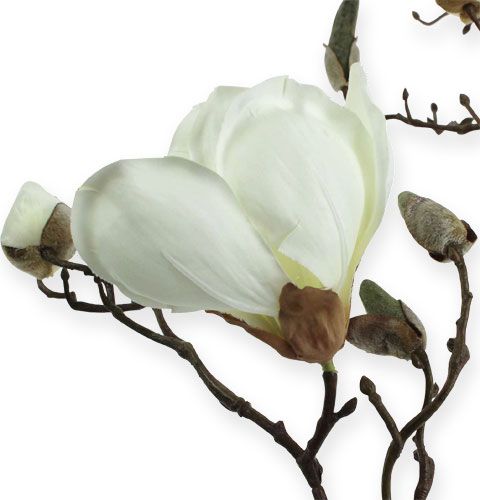 Floristik24 Magnolia branch white 110cm