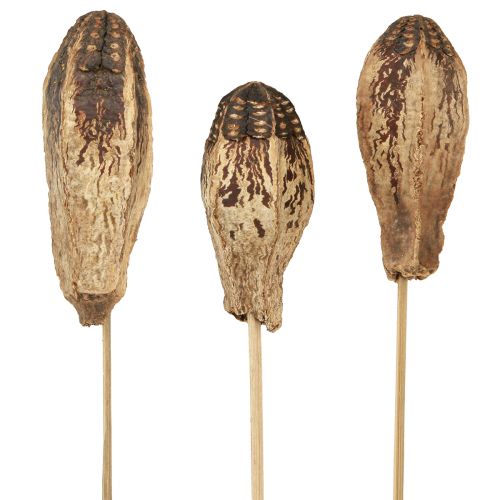 Product Mahogany Pod Pods Dry Decoration Natural 45cm 50 pcs