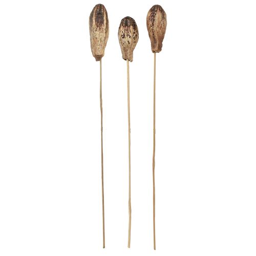 Product Mahogany Pod Pods Dry Decoration Natural 45cm 50 pcs