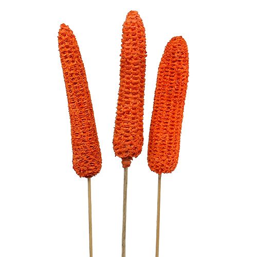 Floristik24 Corn cobs on a stick Orange 20pcs